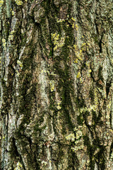Fototapeta premium bark on a tree trunk covered with moss and lichen close up. texture. background