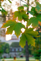 yellow-green autumn maple leaves grow on a tree