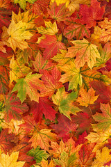 Naklejka na ściany i meble Maple leaves Autumn vibrant colored background texture