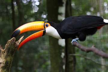 toucan on a branch