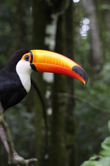 Fototapeta premium tukan na gałęzi