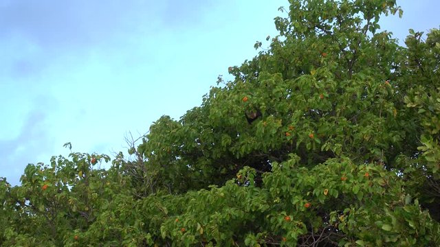Indian flying foxes (Pteropus medius). 4K stock video clip