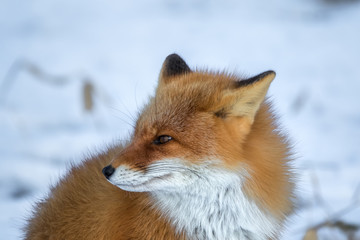 Obraz premium キタキツネ