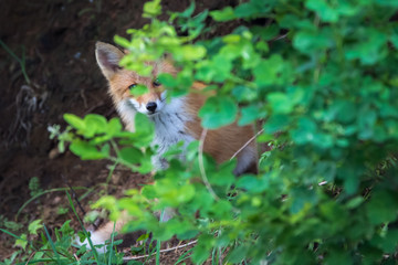 キタキツネ