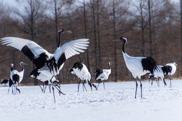 タンチョウ鶴の求愛