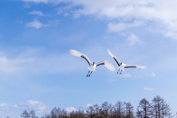 タンチョウ鶴　北海道