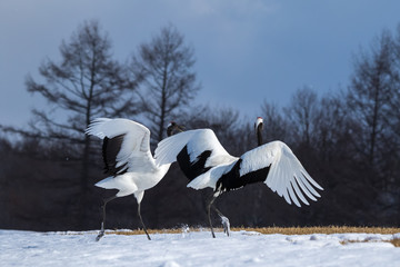 タンチョウヅル, 北海道