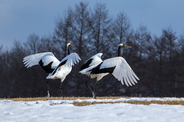 タンチョウヅル, 北海道