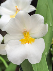 Fototapeta premium white orchid 5