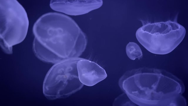 Medusa jellyfish unwerwater