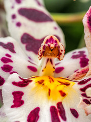 white and dark pink orchid 8