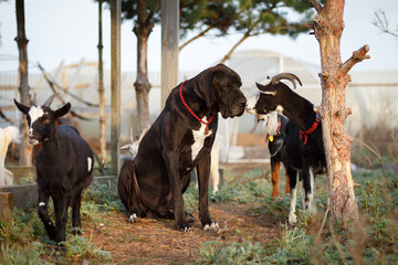 Great Dane Dog with goats