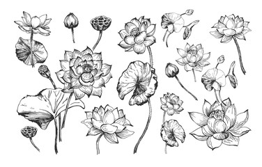 Lotus and water lily floral set