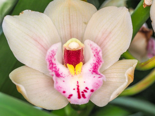 orchid 10