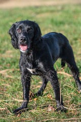 Black Englisch Cocker spaniel in the grass