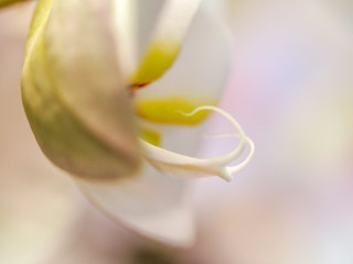 Obraz premium orchid 17