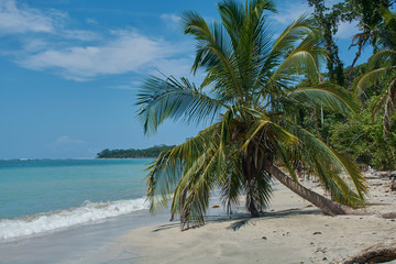Obraz premium Kostarykańska Karaibska Palma Rajska Plaża
