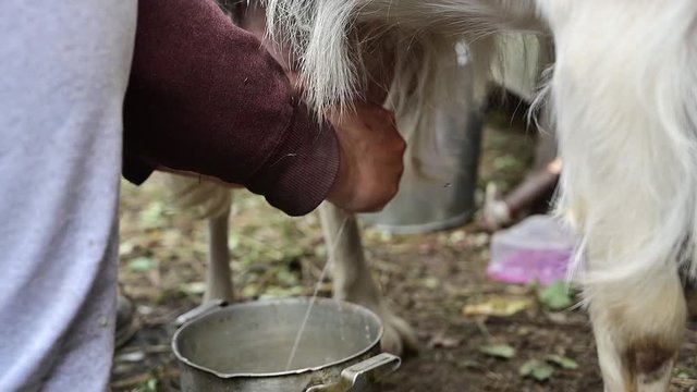 Slow motion footage of how milkmaid milks a goat outdoor