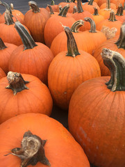 Bunches of Pumpkins for Fall sale