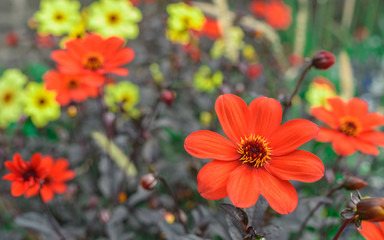 Red yellow colors flowers garden beautiful multicolor blossom