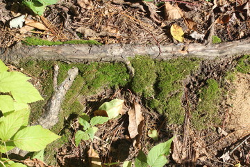 moss on tree root