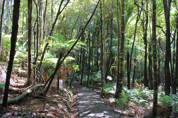trail at the goldie bush walkway