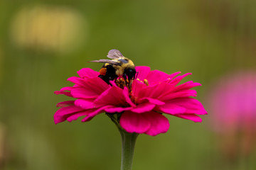 Bee on magenta flower autumn garden 
