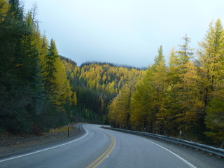 Sunday Drive through light and shadow Mountain Forest be with you Autumn Splendor of Gold, Green, yellow. mist in fir, pines, tamarack trees. Guard rail  between the traces. double line, notch