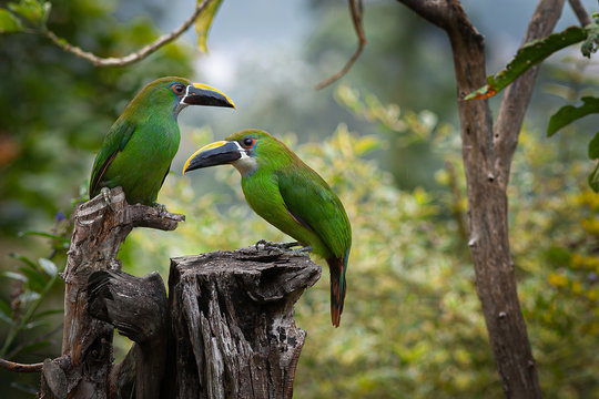 Tucanetas oriente Antioque&ntilde;o Colombia