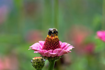 Bee on pink petal flower collecting pollen