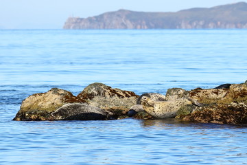 Fototapeta na wymiar Spotted seals (largha seal, Phoca largha) laying on the rocky island on the blurred background of the sea and steep rocky cape. Wild spotted seal sanctuary. Calm blue sea, marine mammals in nature.