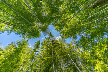 Fototapeta na wymiar Narrow path, Shuzenji corridor of beautiful Bamboo Forest near Katsura bridge over Kitamata River Located in Izu City, Shizuoka Prefecture