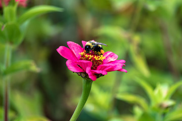 Bee collecting pollen fromk pink petal flower