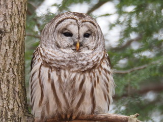 barred owl