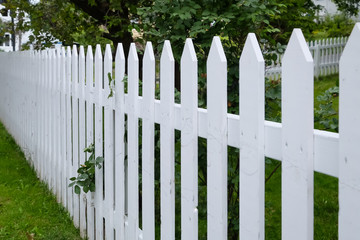 A white picket fence enclosing a garden with tall maple trees filled with leaves and rich green grass. The long line of palings with pointed tips have rose leaves poking out through them. 