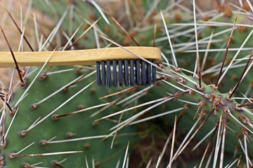Toothbrush #3