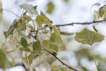 branch of tree with leaves in spring