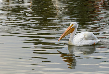 A large, white pelican on a lake
