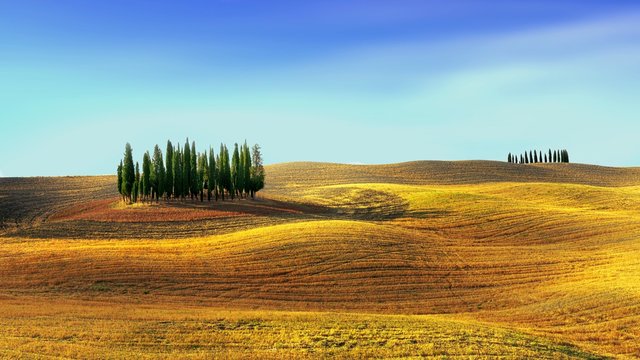 rural landscape with wheat field and blue sky