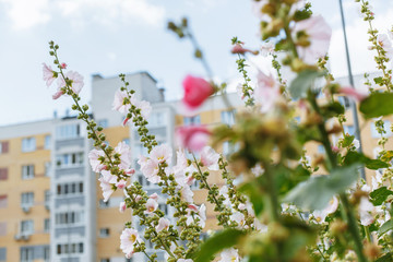 mallow flowers against the background of other flowers and a high-rise building