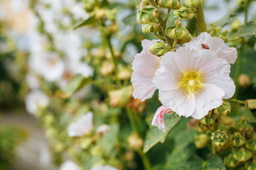  mallow flower on the background of other flowers