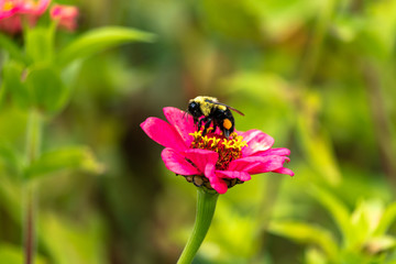 Bee & flower