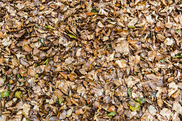 Details of a beech forest in autumn