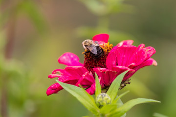 Bee on flower in garden autumn