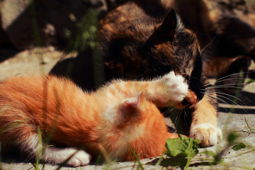 Red kitten playing with her mom. Tricolor cat on the street messing with your child. Cat games in...