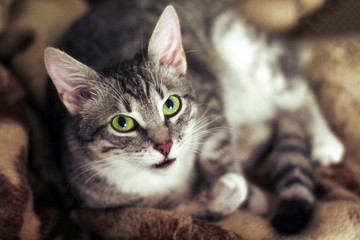 Gray cat lying on a blanket. Striped kitten looking into the distance, night and light room. The pet looks into the camera with his mouth slightly open.