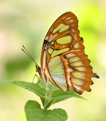 Fototapeta na wymiar Malachite butterfly 