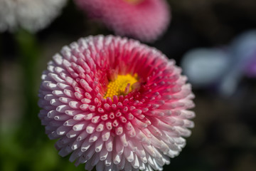 Blume - Sch&ouml;nheit