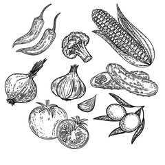 Vector hand drawn set of vegetables in the engraving style isolated on white background.