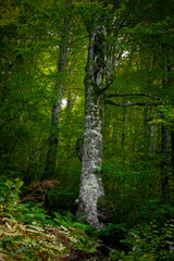 Obraz premium autumn sky with clouds, landscape of mountains and waterfall